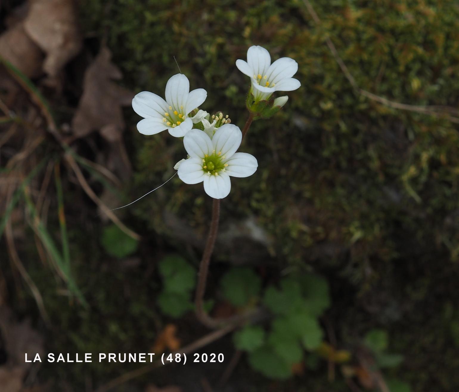 Saxifrage, Meadow